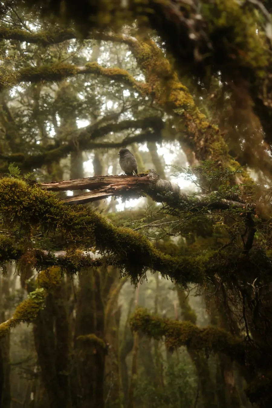 Moss covering the branches of a forest.