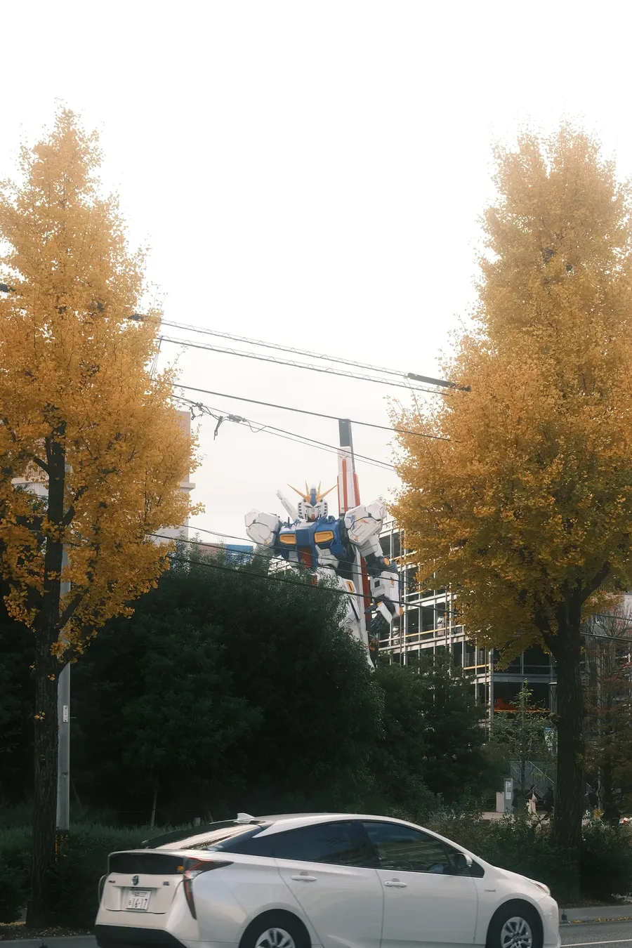 A quiet street lined with ginkgo trees.